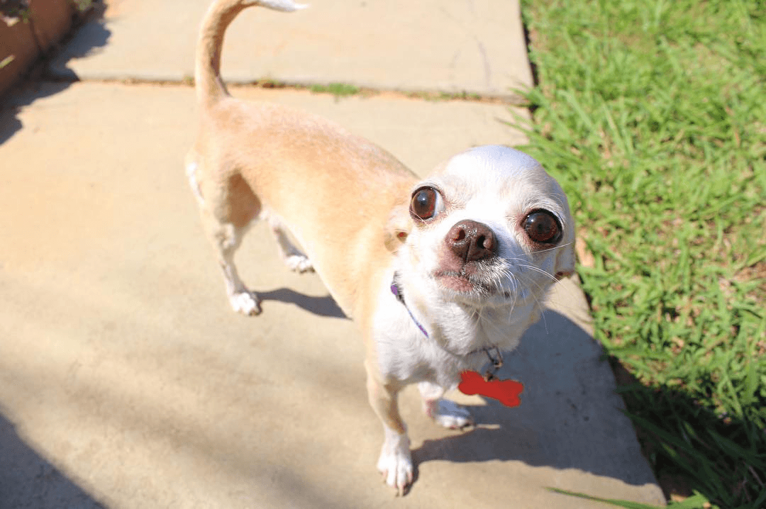 Chihuahua