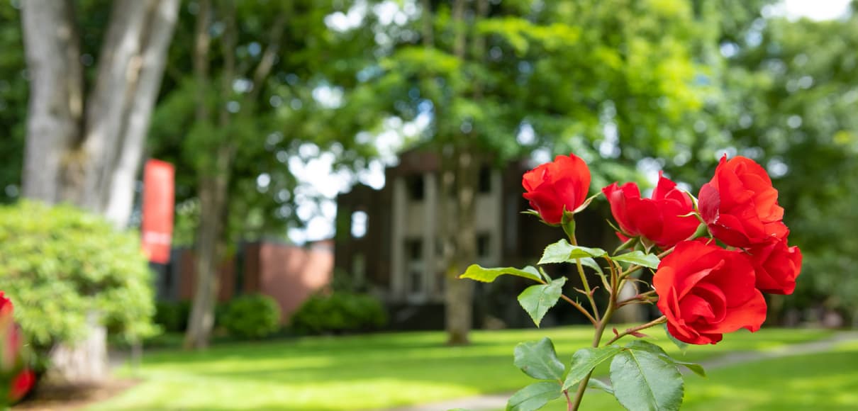 roses in tiffany loop