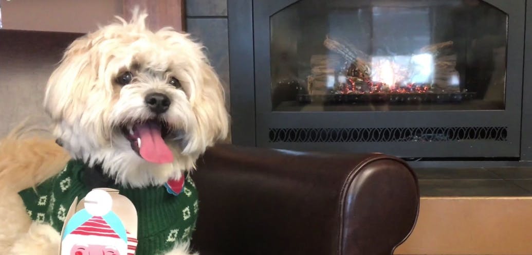College application deadlines? Watch this Yule Dog video while you work