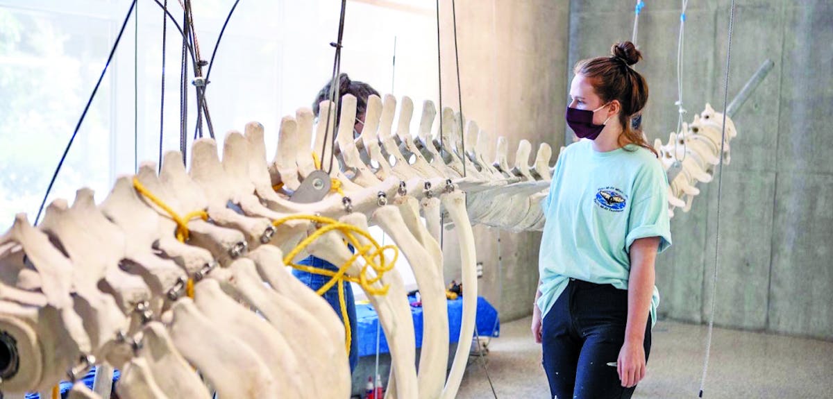 students work on whale skeleton assembly