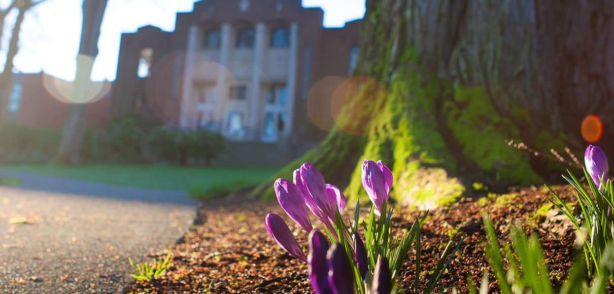 Sun glints off of a grove of flowers on the SPU campus