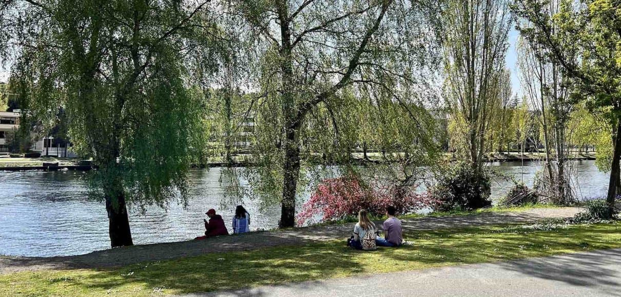 people sitting under tree on the grass along the Fremont Canal near campus