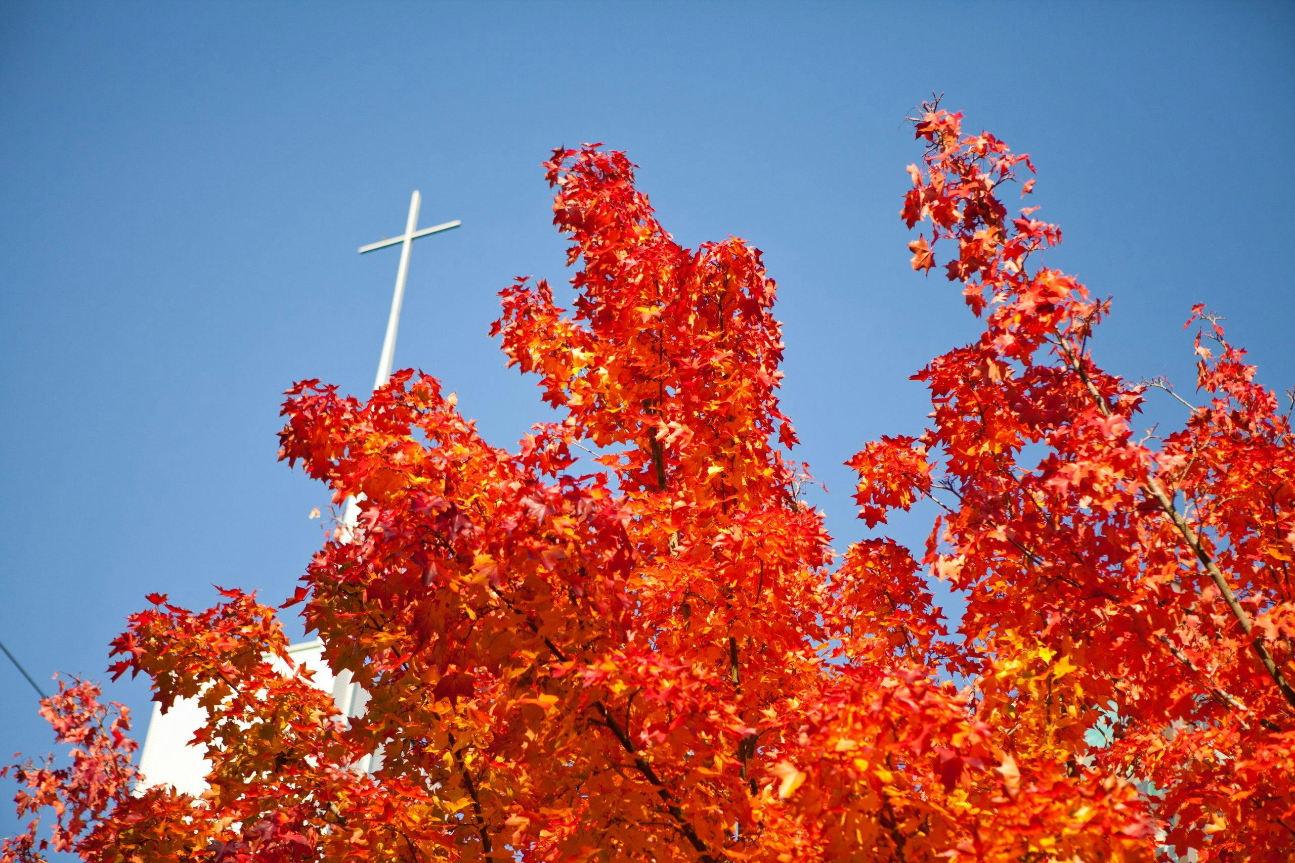 red fall leaves with Free Methodist cross in background