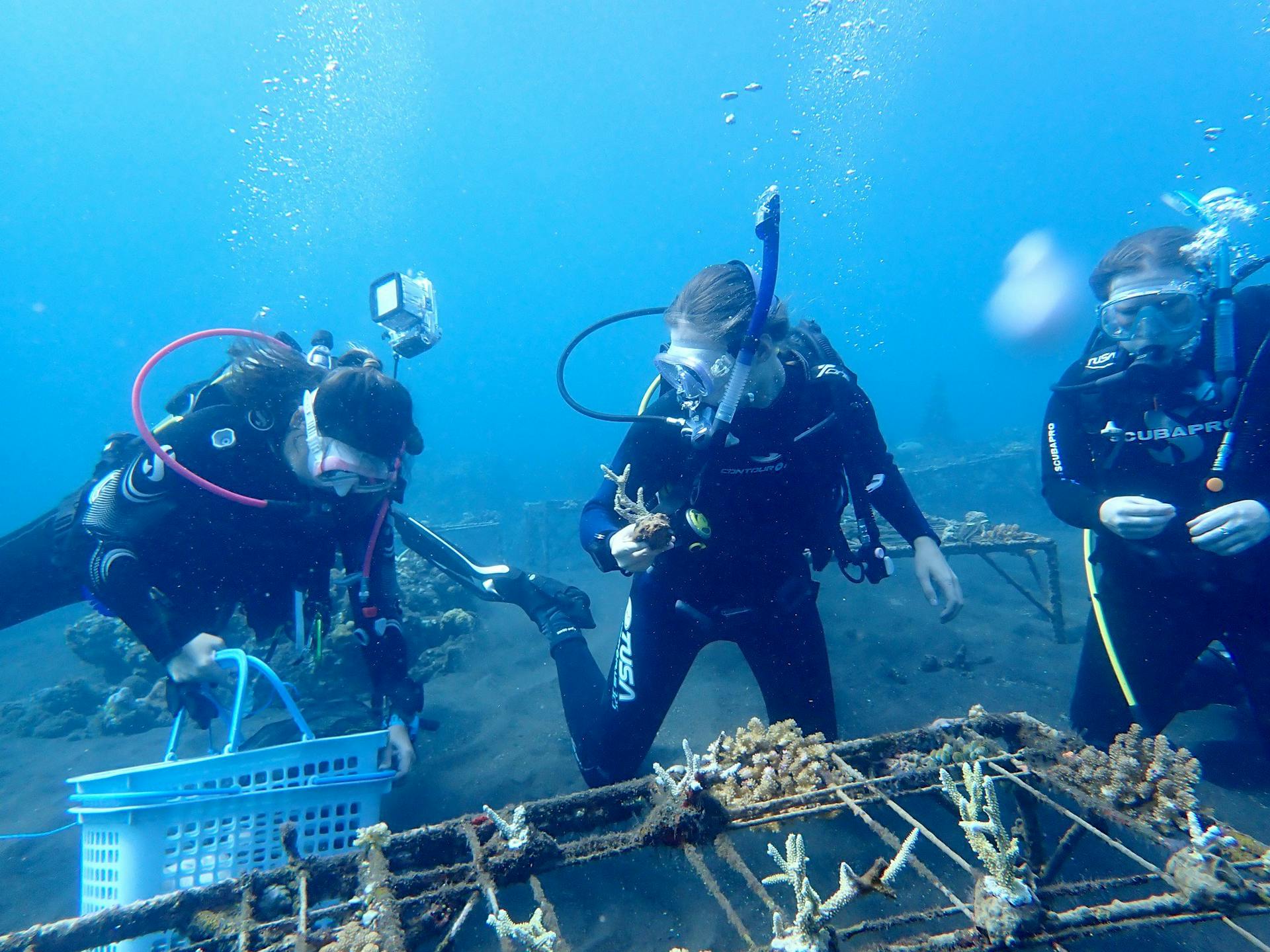 Students in scuba gear diving in ocean to rebuild coral reefs