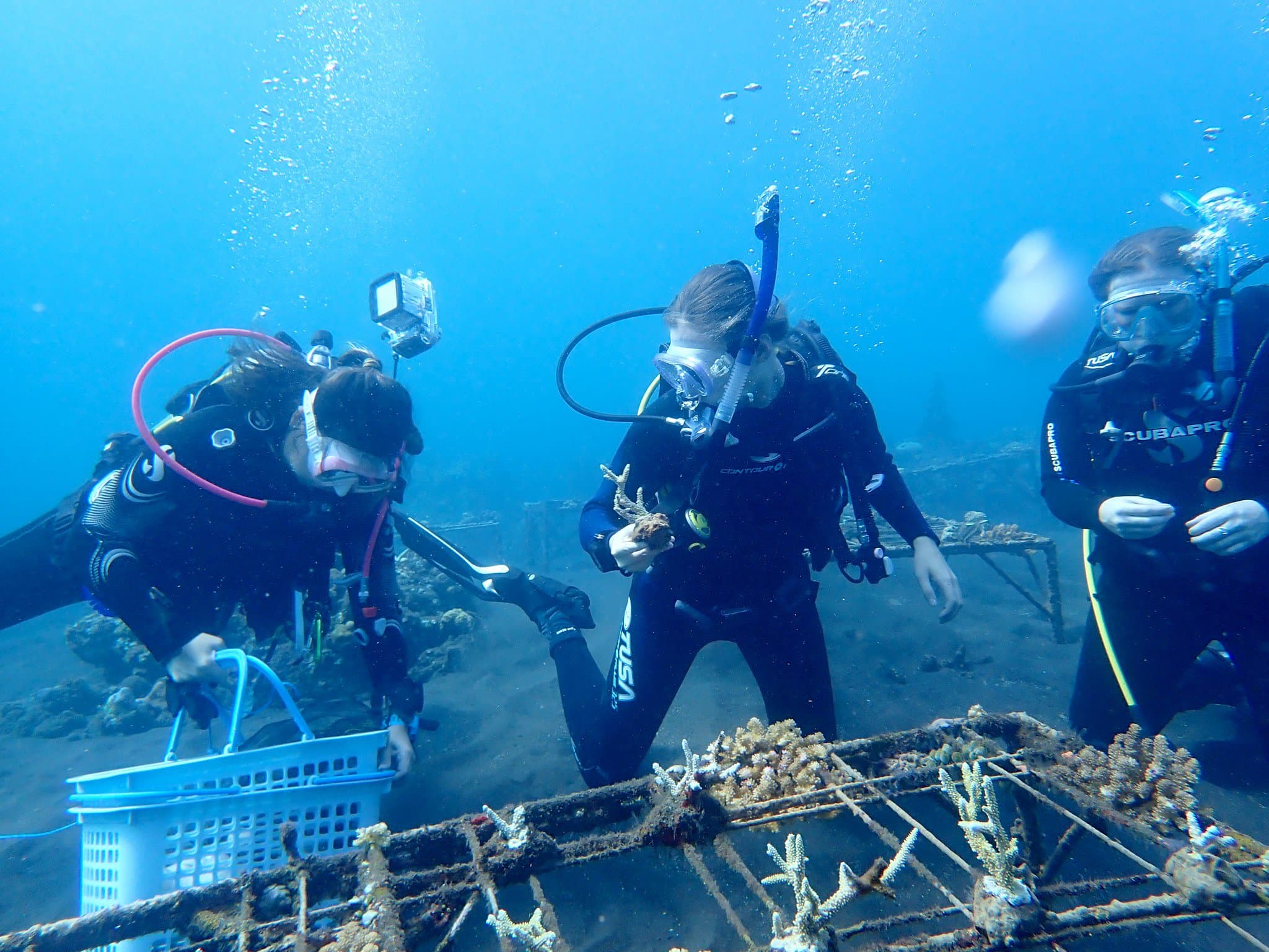 Students in scuba gear diving in ocean to rebuild coral reefs